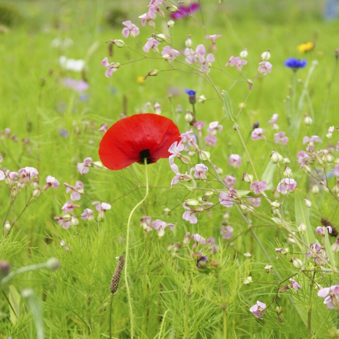 Un papavero rosso protagonista di un prato fiorito in Valle d'Aosta
