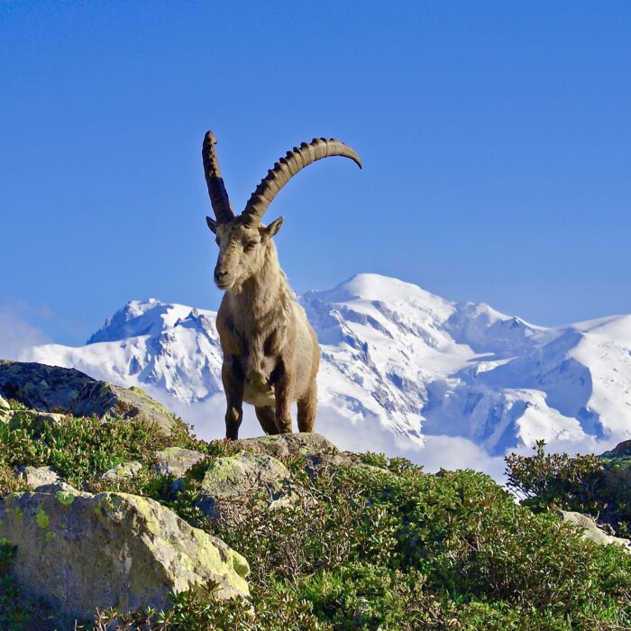 Stambecco in primo piano con il Monte Bianco sullo sfondo