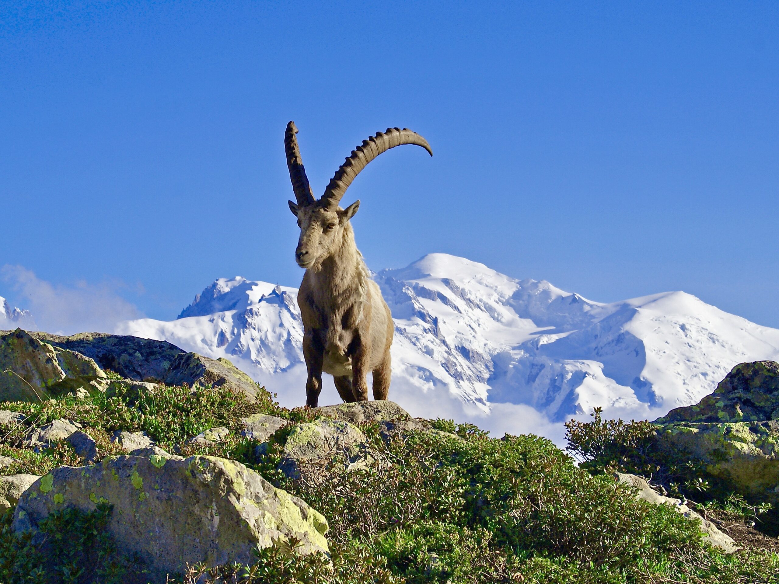 Stambecco in primo piano con il Monte Bianco sullo sfondo