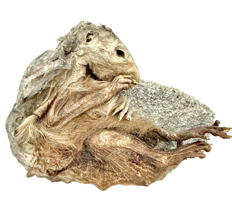 Mummia della marmotta del Lyskamm - Sala delle Rocce - Castello di Saint-Pierre